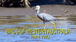 Birds of Western Australia 2